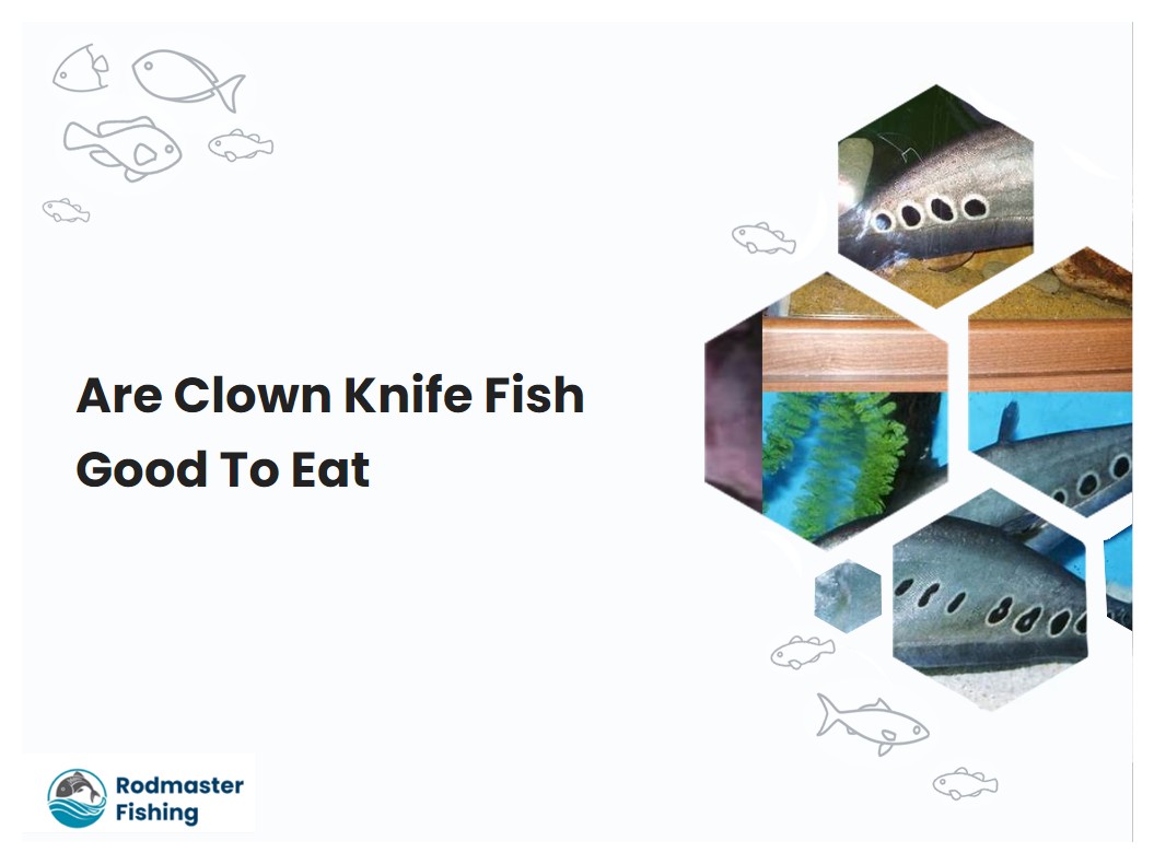 Are Clown Knife Fish Good To Eat