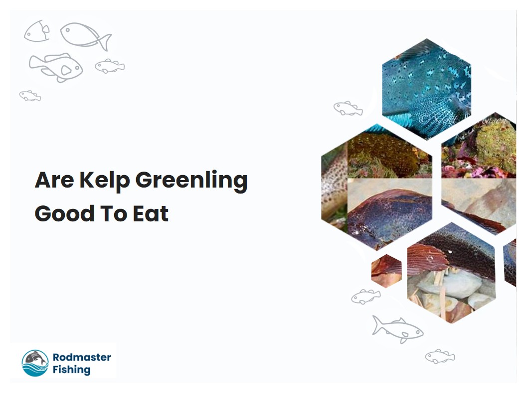Are Kelp Greenling Good To Eat