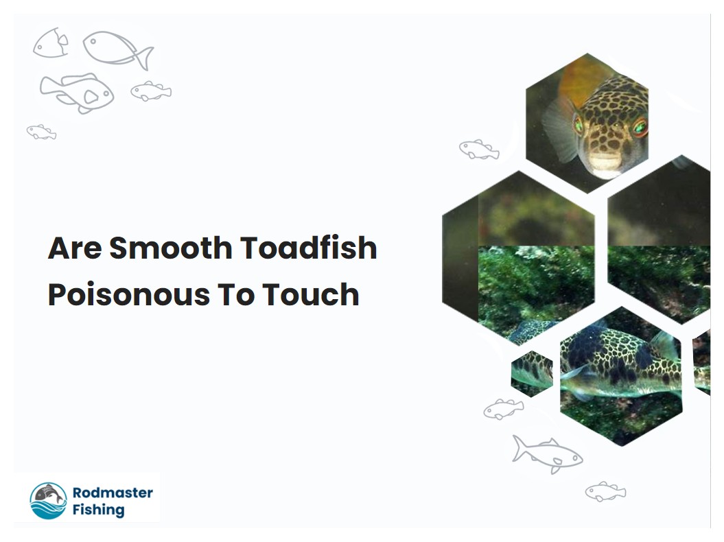 Are Smooth Toadfish Poisonous To Touch