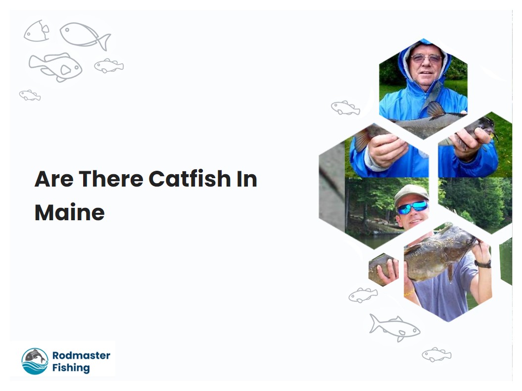 Are There Catfish In Maine