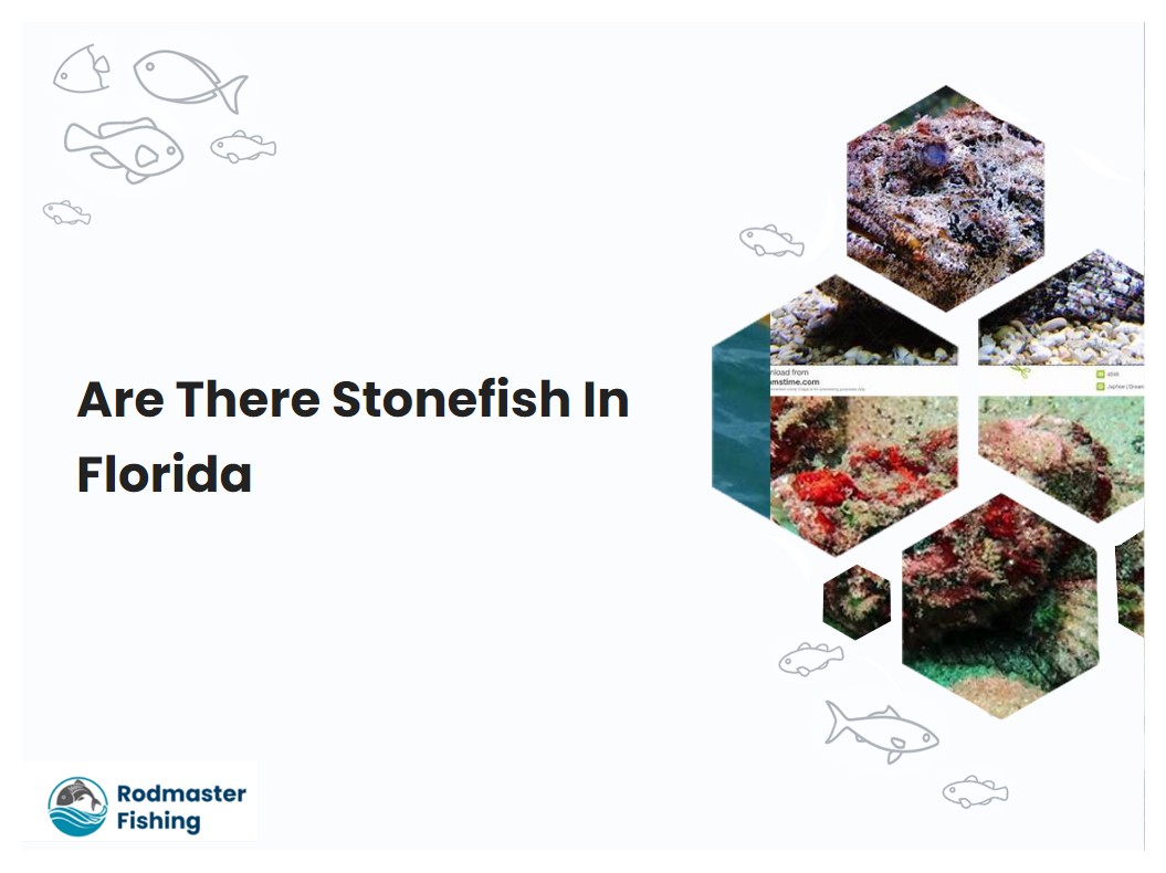 Are There Stonefish In Florida