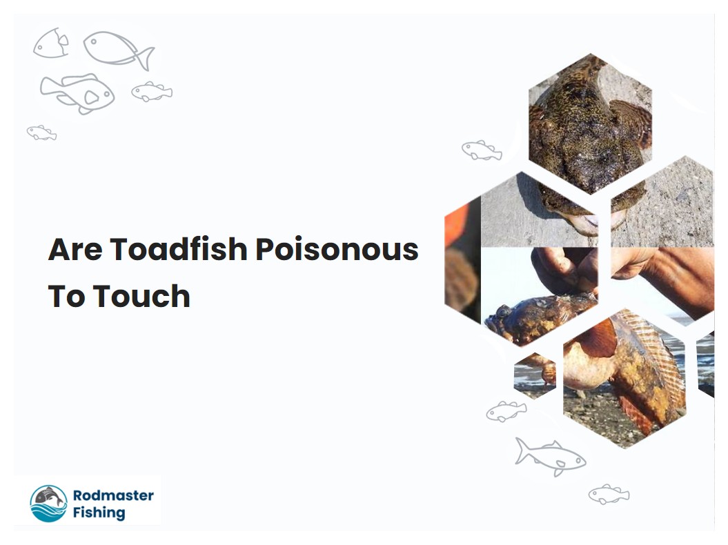 Are Toadfish Poisonous To Touch