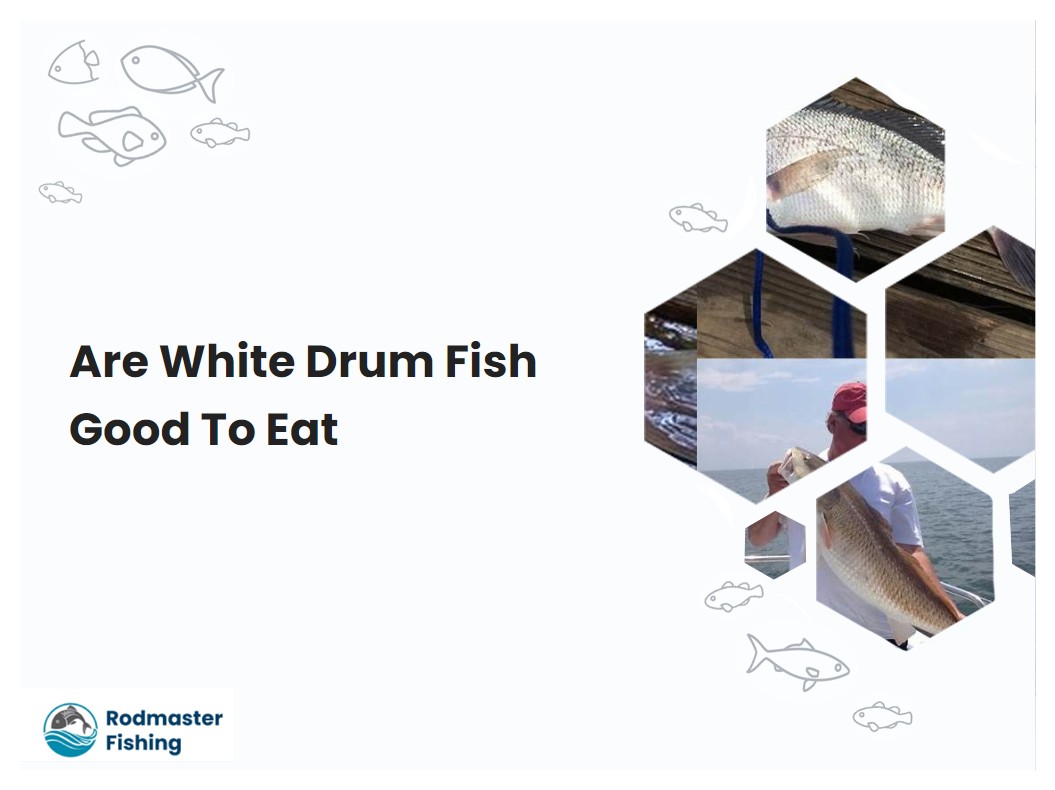Are White Drum Fish Good To Eat