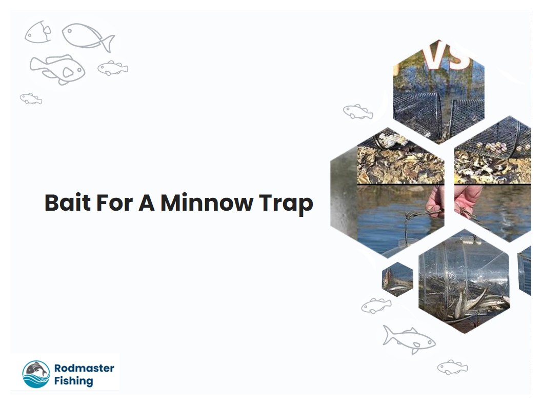 Bait For A Minnow Trap