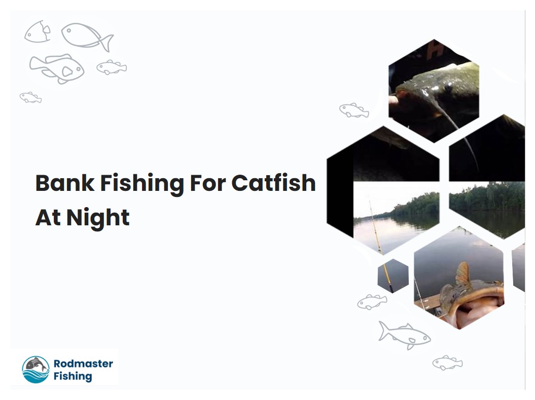 Bank Fishing For Catfish At Night