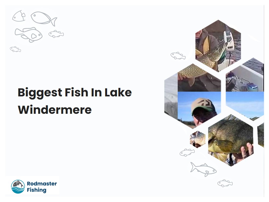 Biggest Fish In Lake Windermere