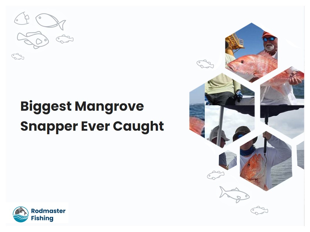Biggest Mangrove Snapper Ever Caught