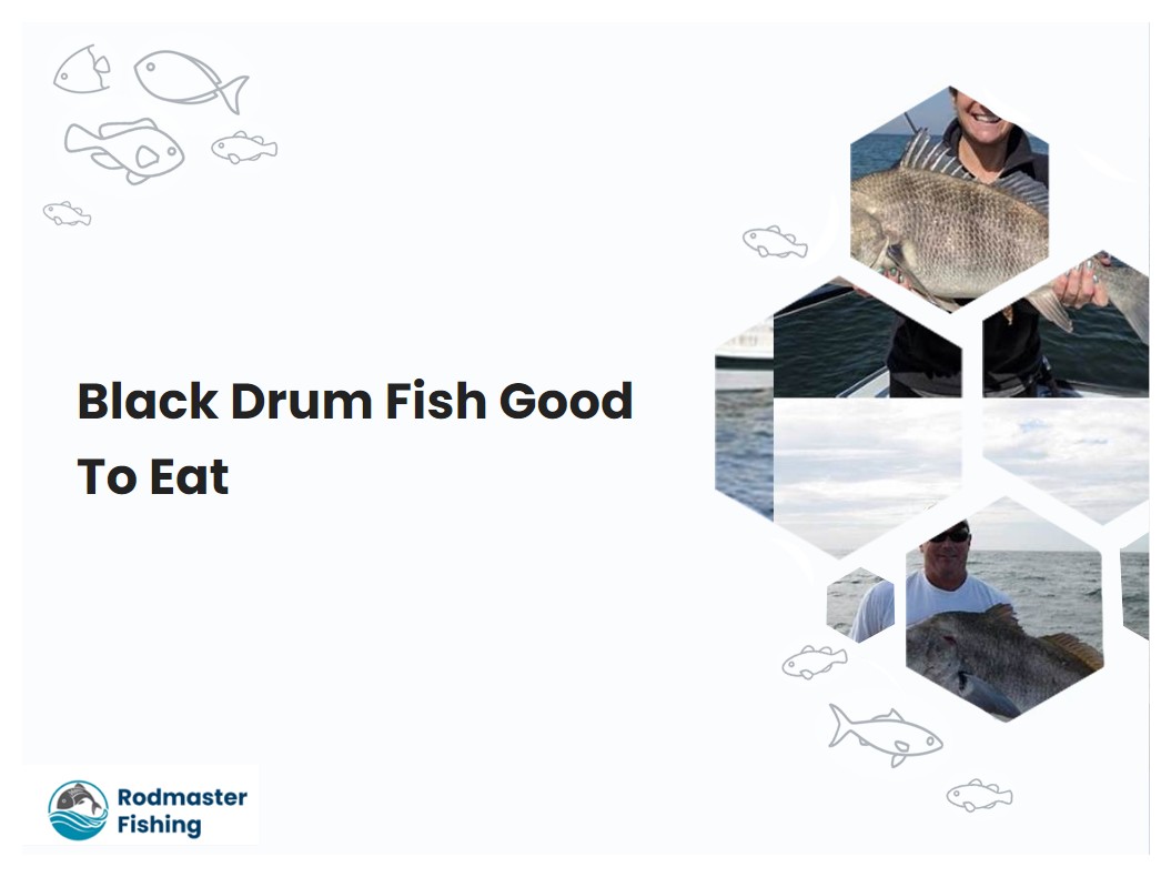 Black Drum Fish Good To Eat
