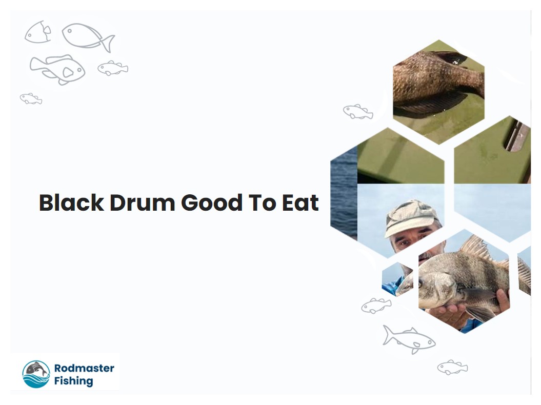 Black Drum Good To Eat