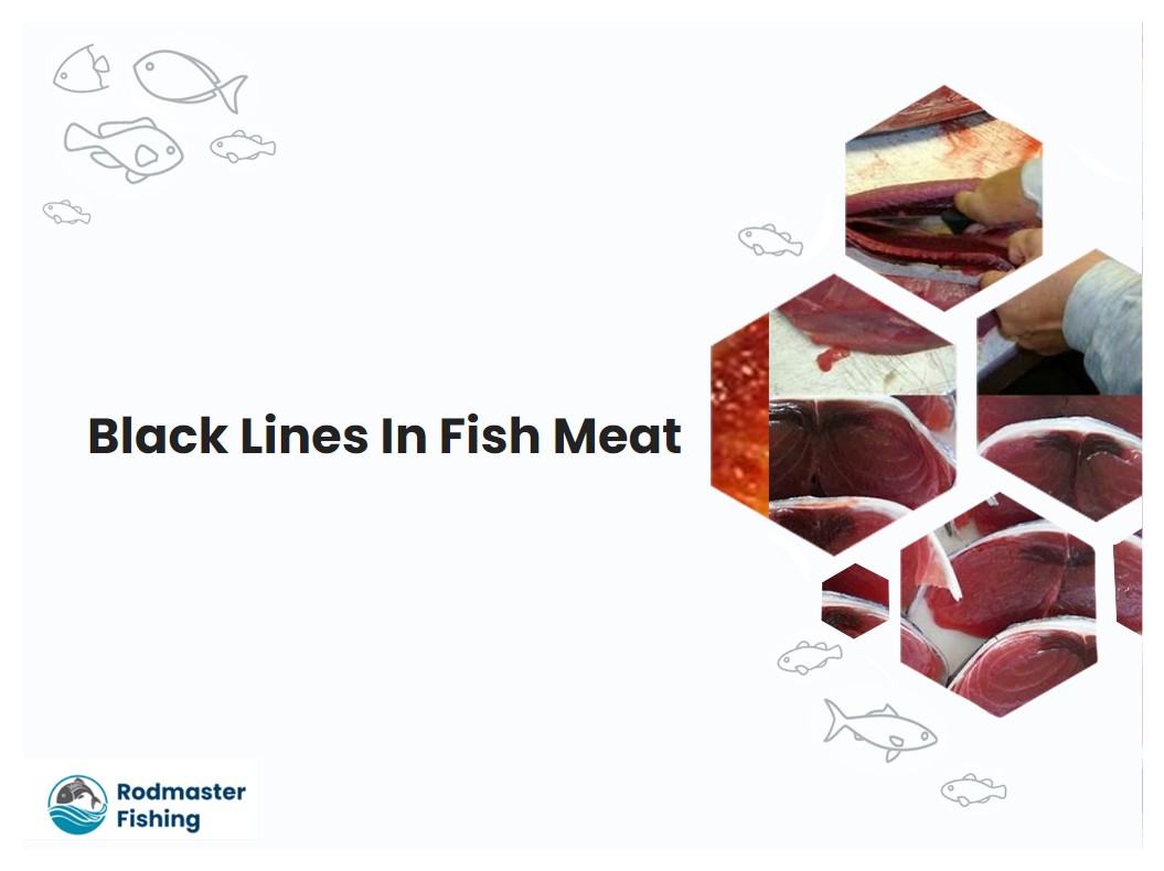 Black Lines In Fish Meat