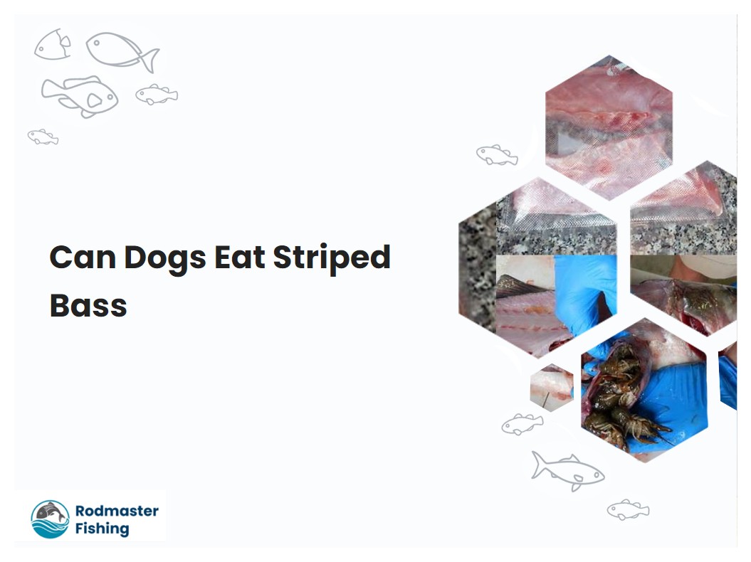 Can Dogs Eat Striped Bass