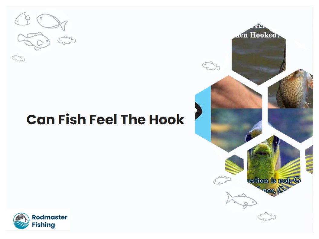 Can Fish Feel The Hook