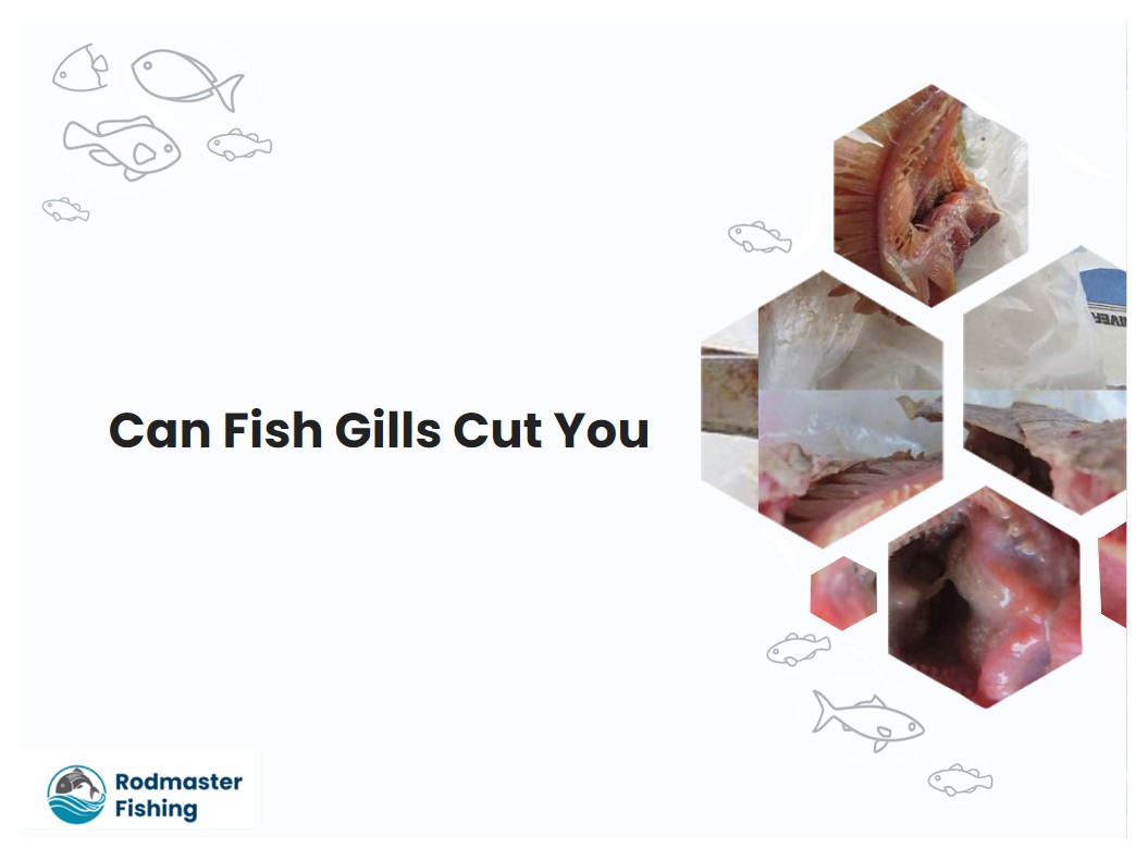 Can Fish Gills Cut You