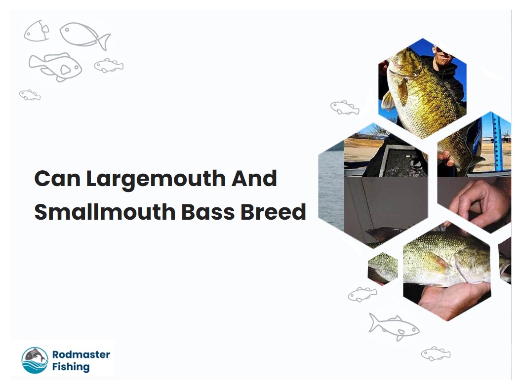 Can Largemouth And Smallmouth Bass Breed