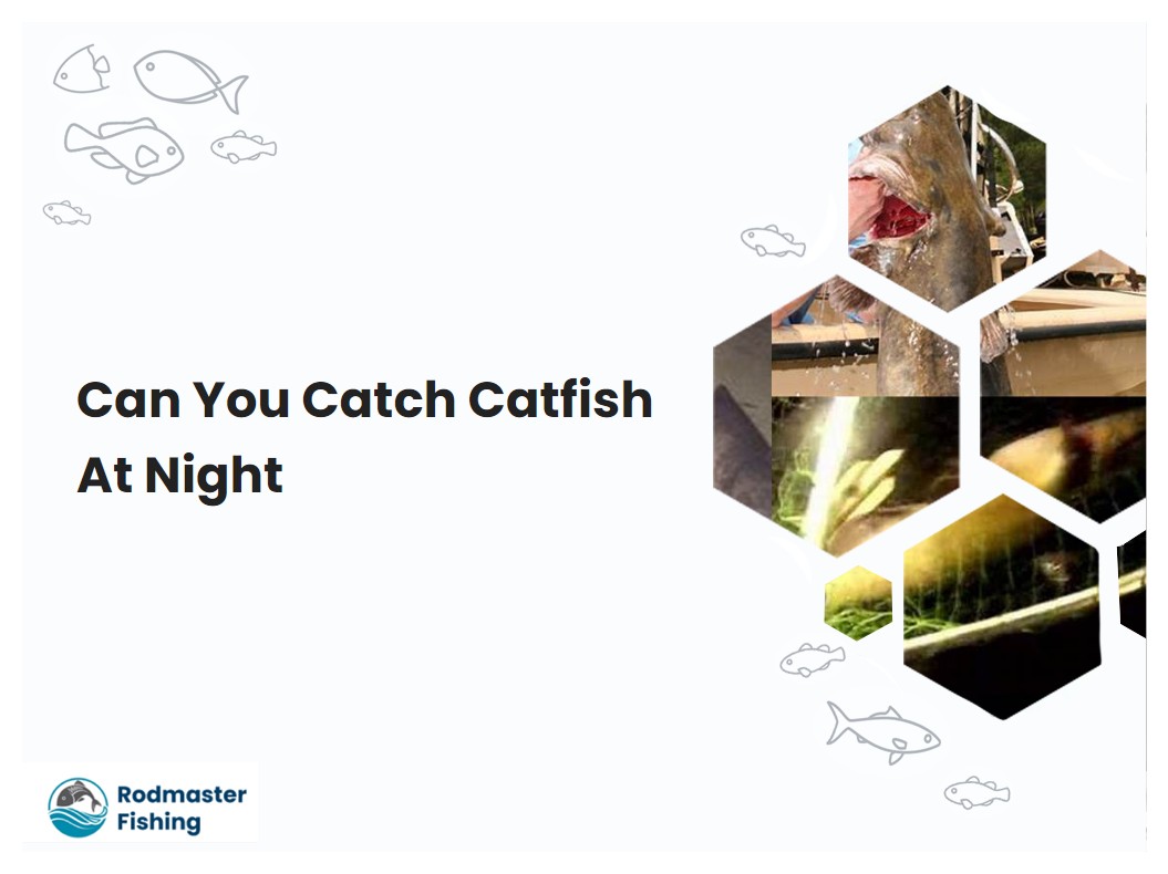 Can You Catch Catfish At Night