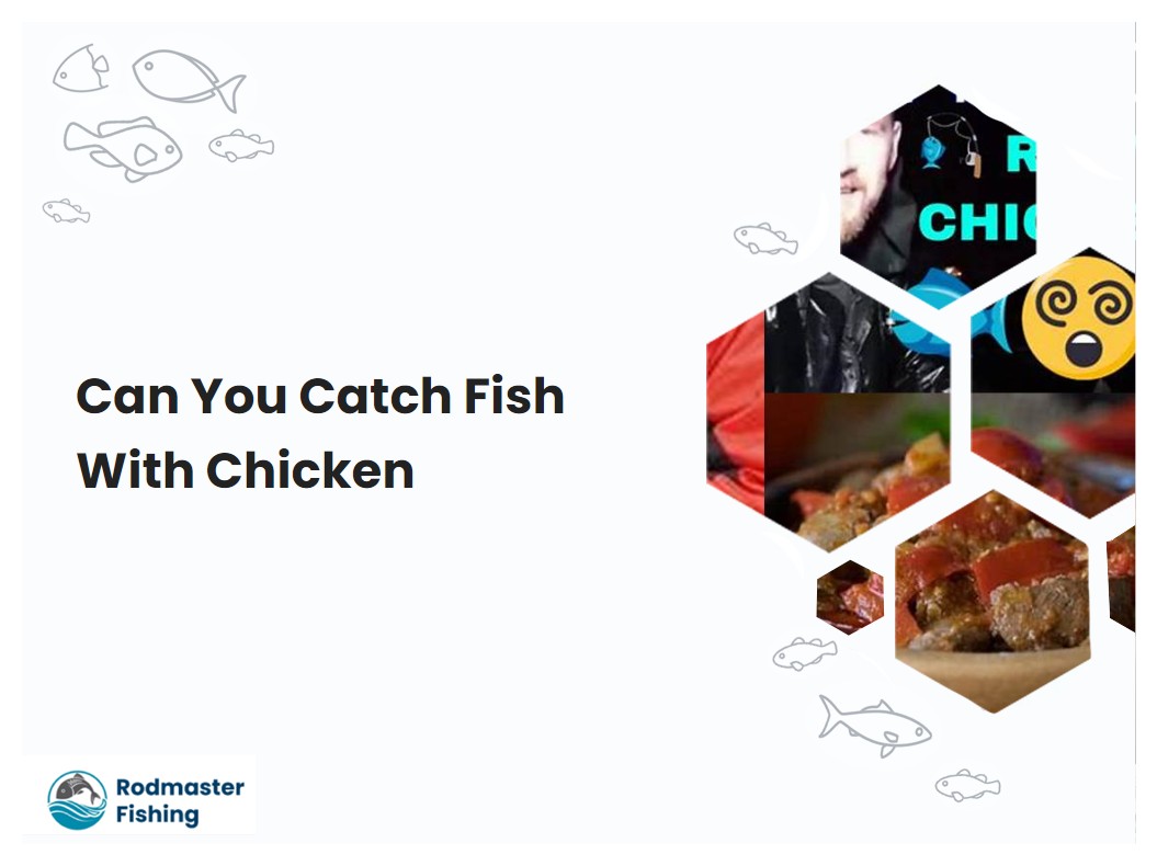 Can You Catch Fish With Chicken