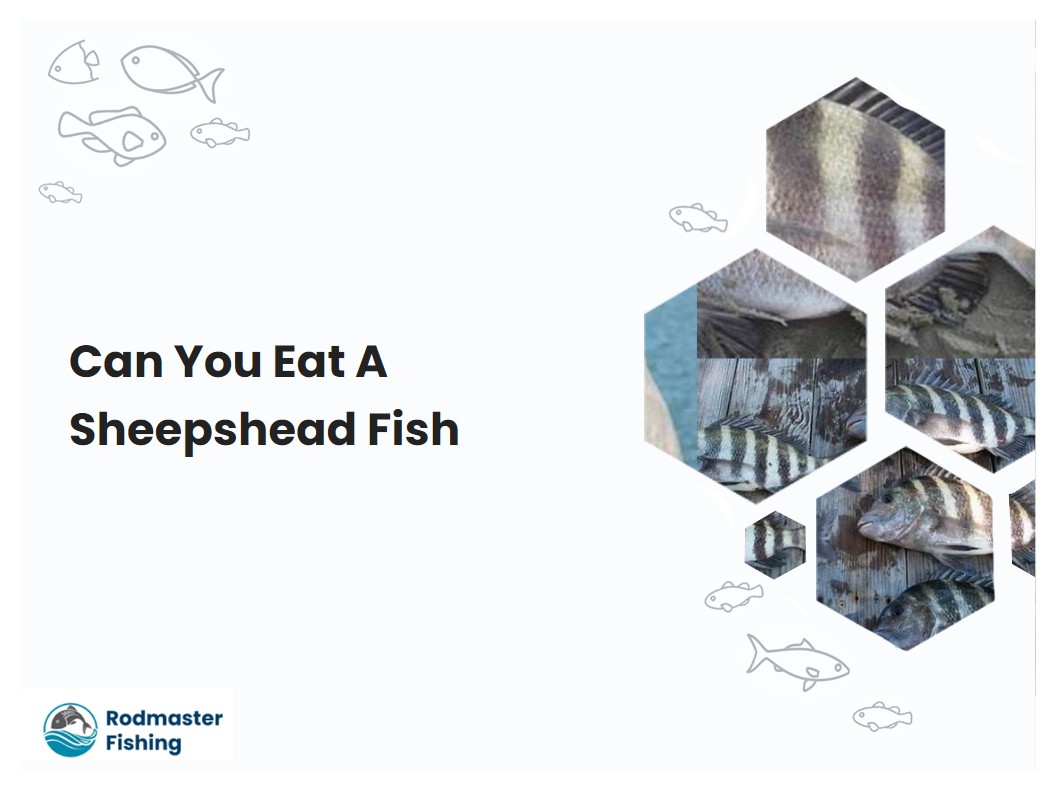 Can You Eat A Sheepshead Fish
