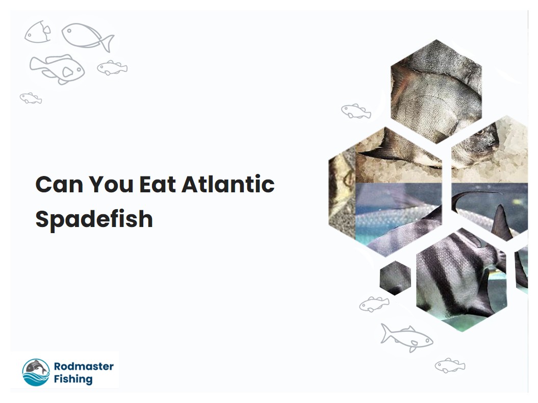 Can You Eat Atlantic Spadefish
