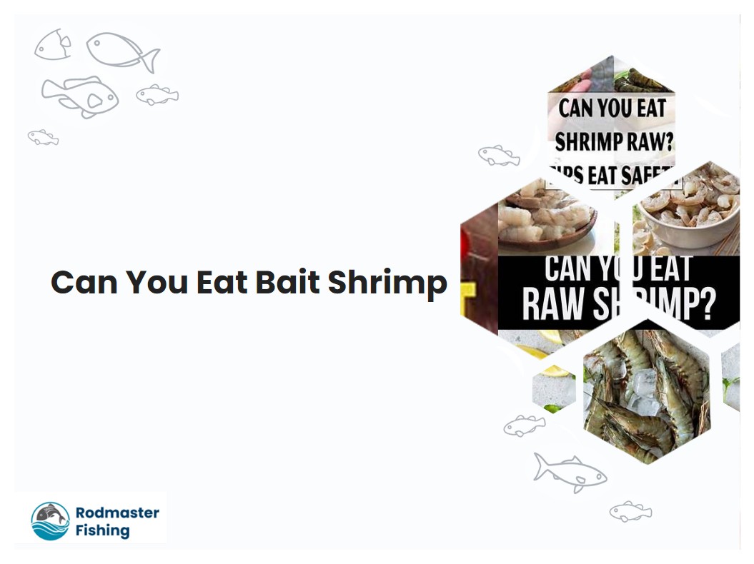 Can You Eat Bait Shrimp