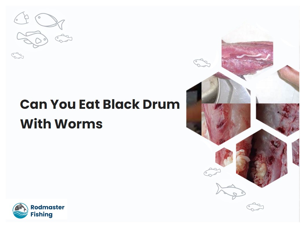 Can You Eat Black Drum With Worms