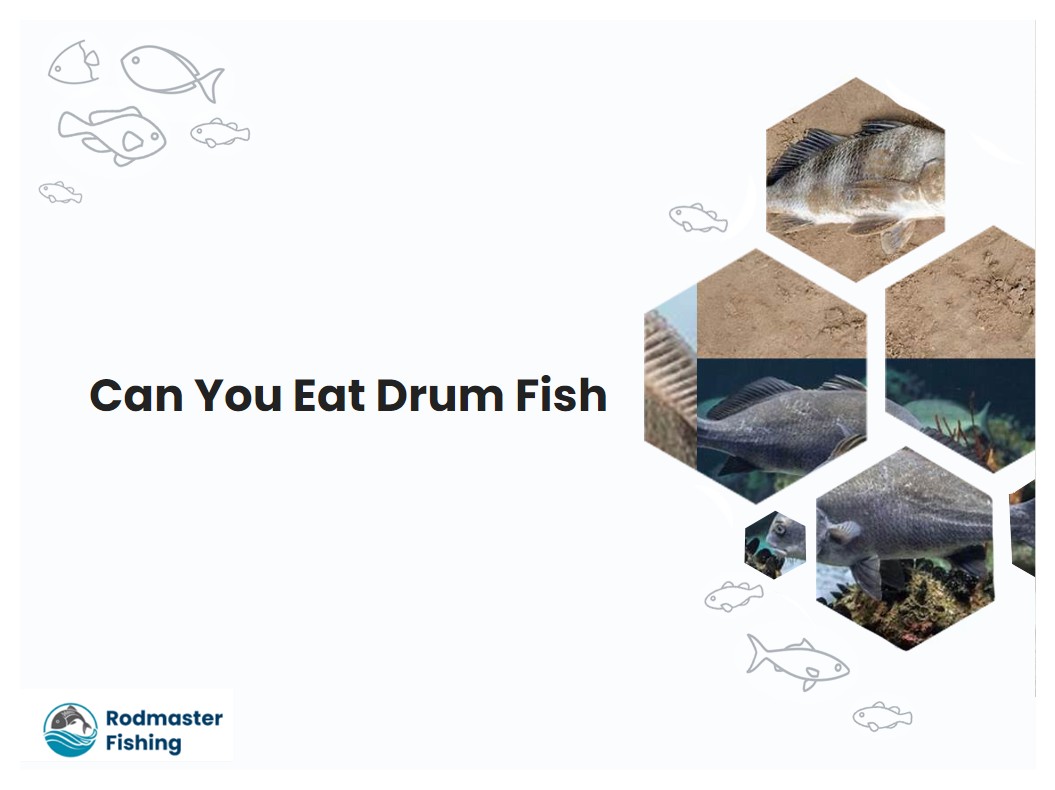Can You Eat Drum Fish