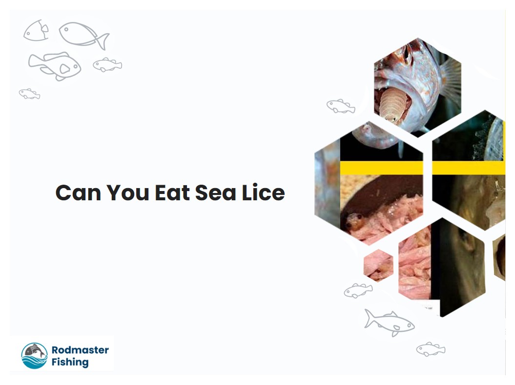 Can You Eat Sea Lice