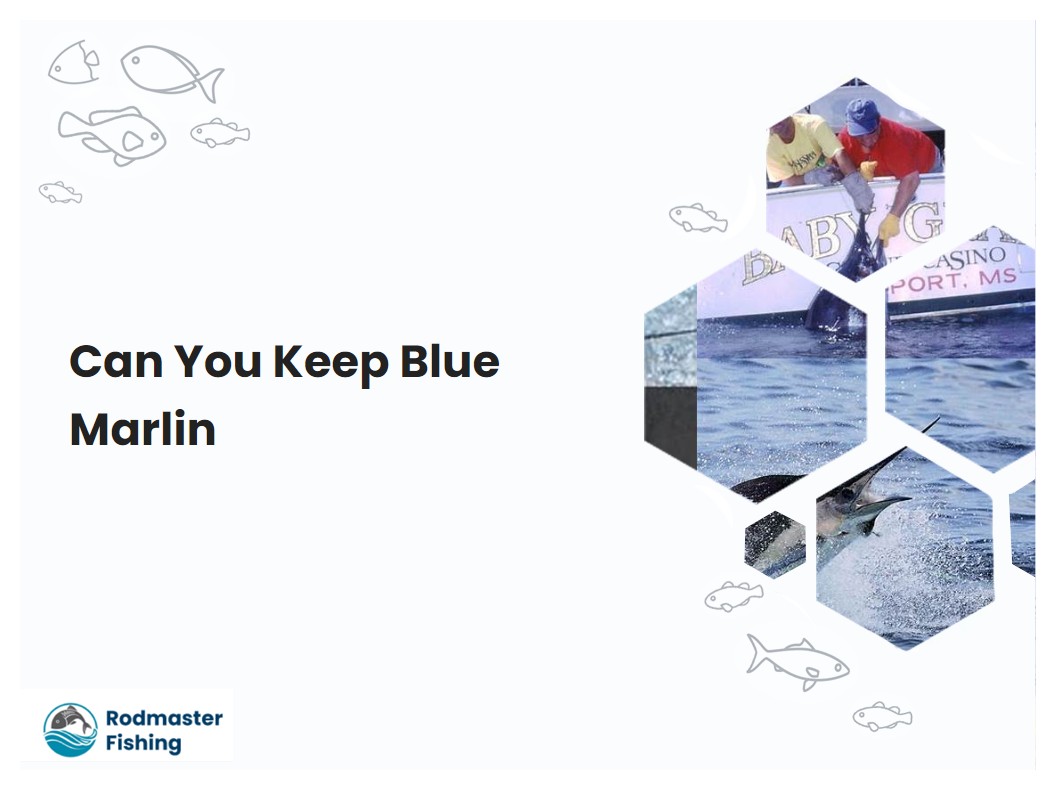 Can You Keep Blue Marlin