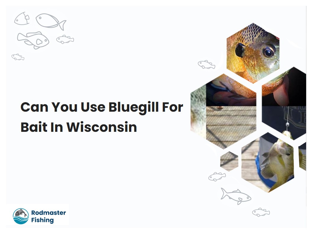 Can You Use Bluegill For Bait In Wisconsin