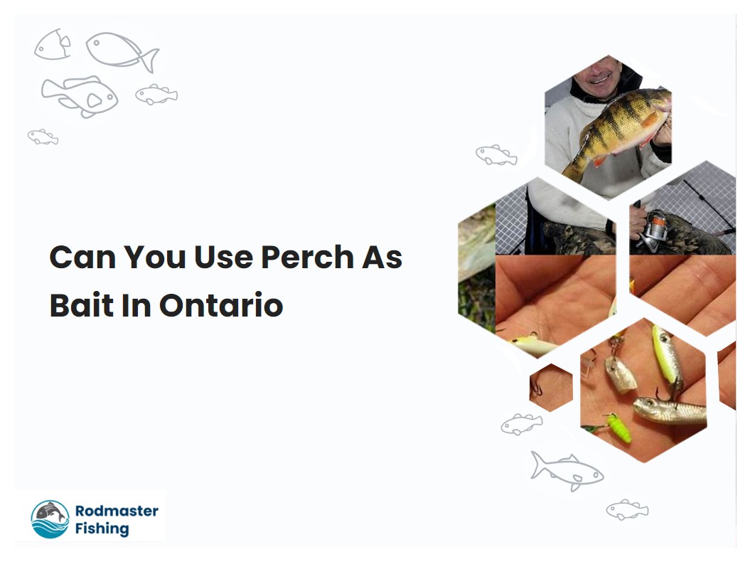 Can You Use Perch As Bait In Ontario
