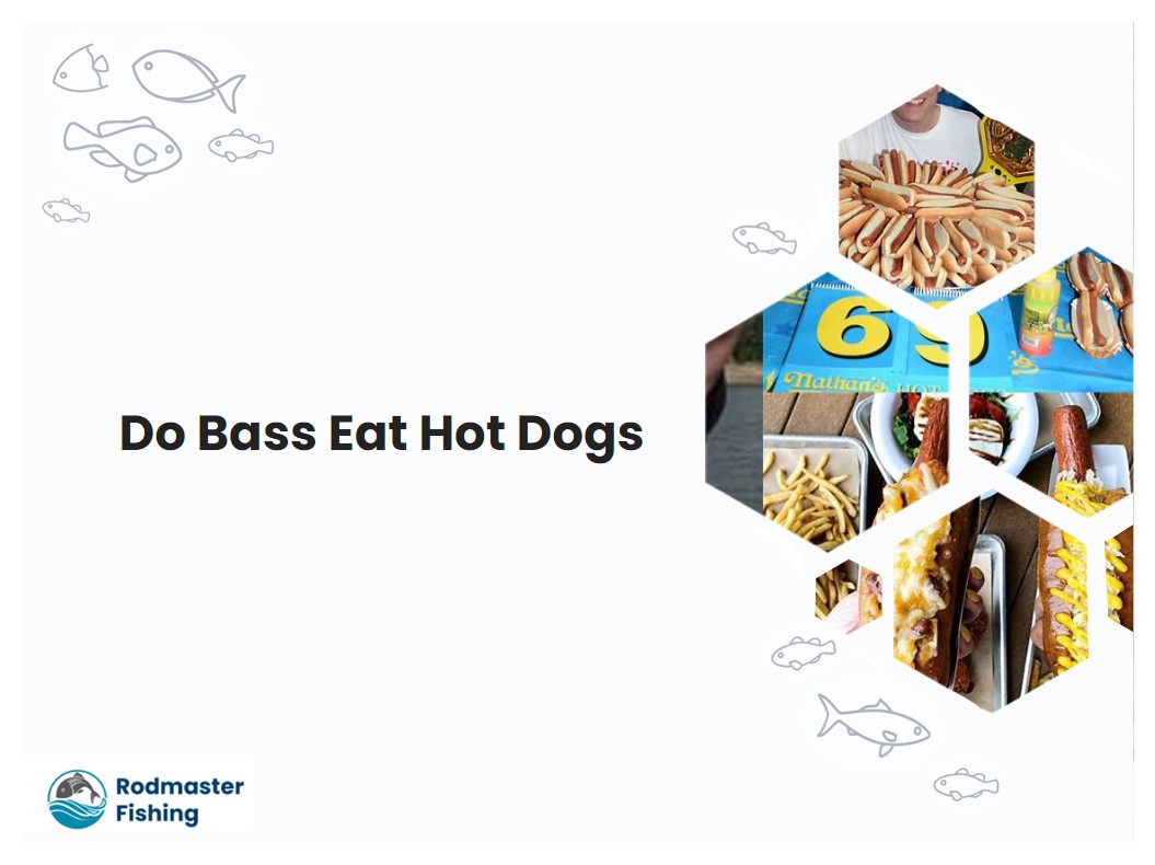 Do Bass Eat Hot Dogs