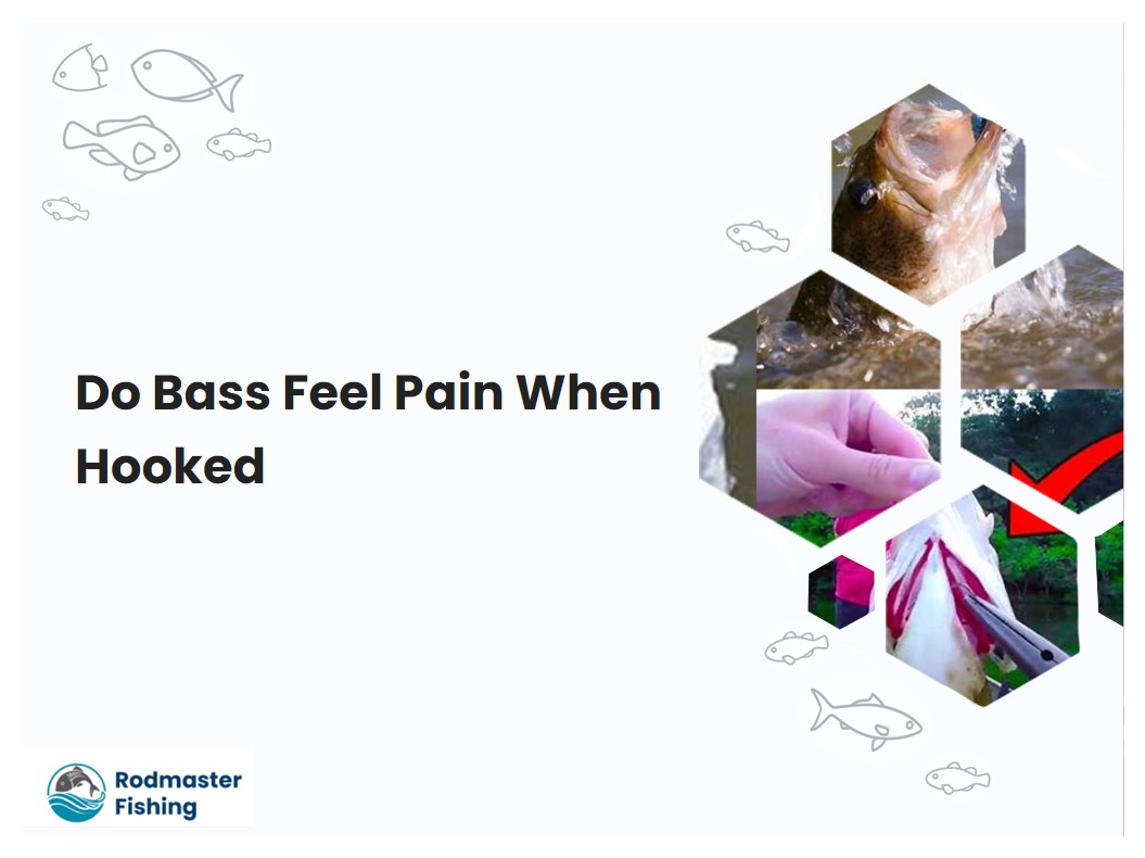 Do Bass Feel Pain When Hooked