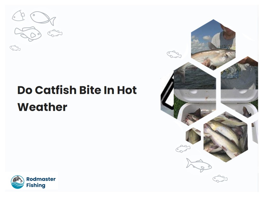 Do Catfish Bite In Hot Weather