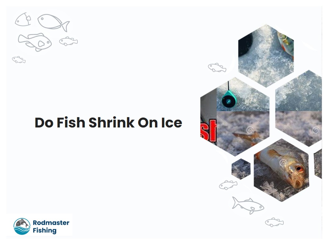 Do Fish Shrink On Ice