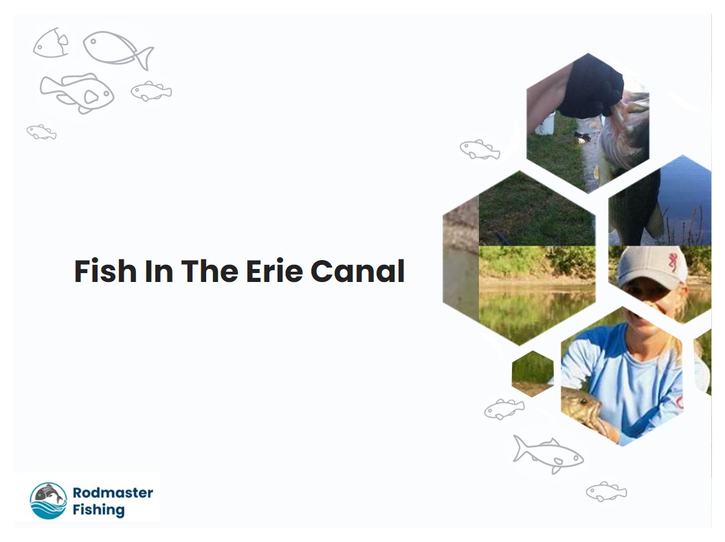 Fish In The Erie Canal