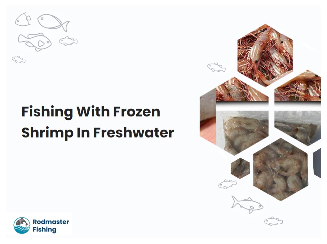 Fishing With Frozen Shrimp In Freshwater