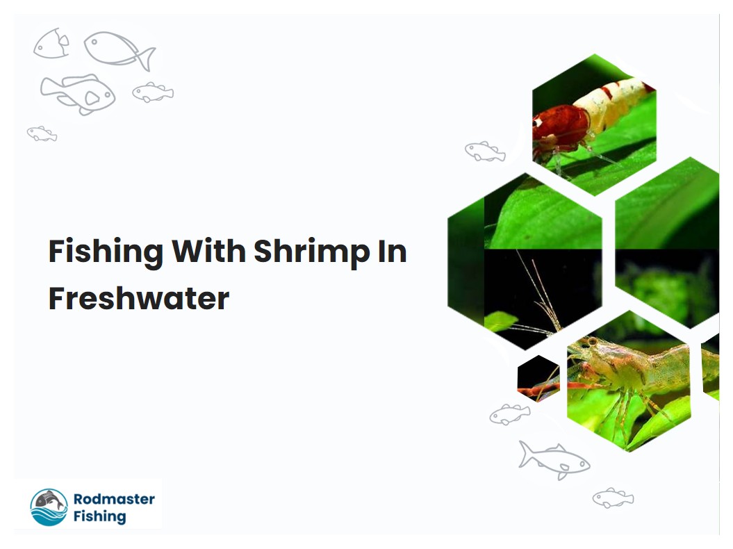 Fishing With Shrimp In Freshwater