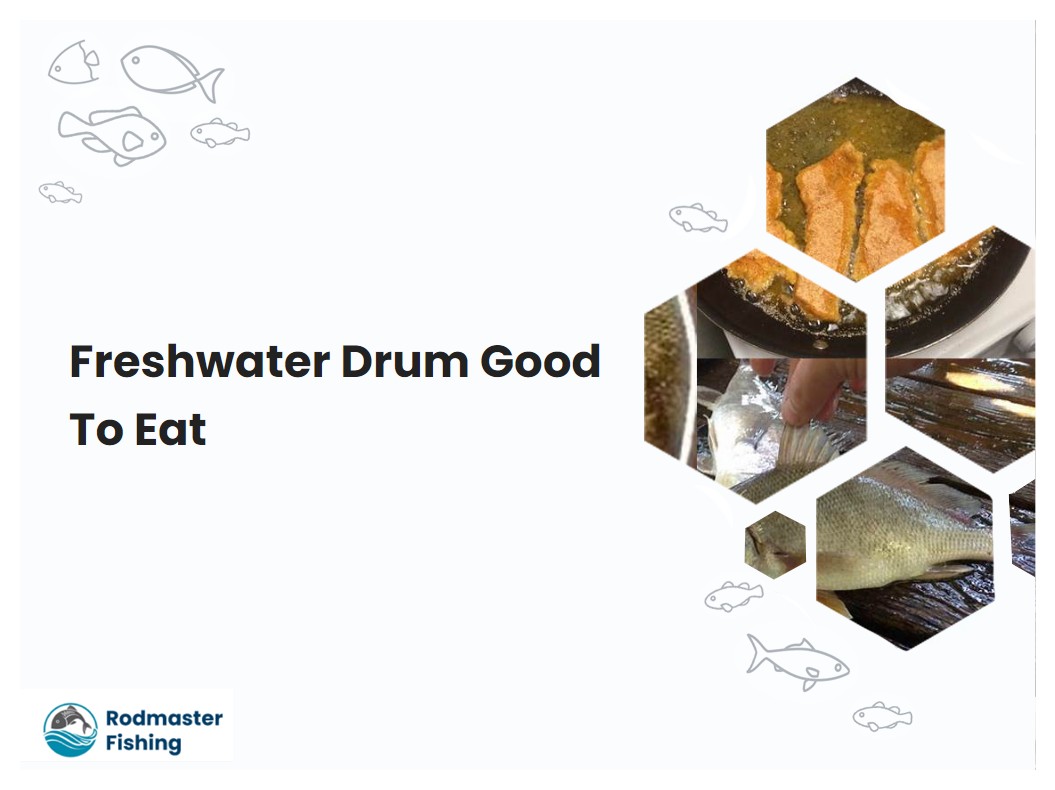 Freshwater Drum Good To Eat