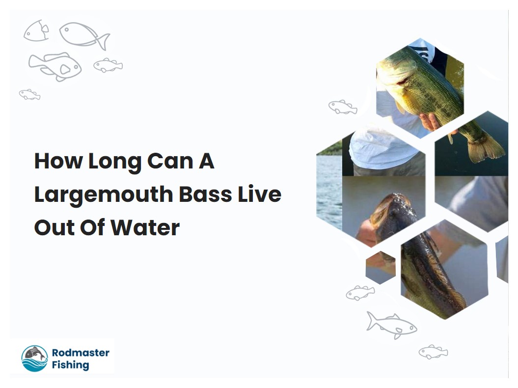 How Long Can A Largemouth Bass Live Out Of Water