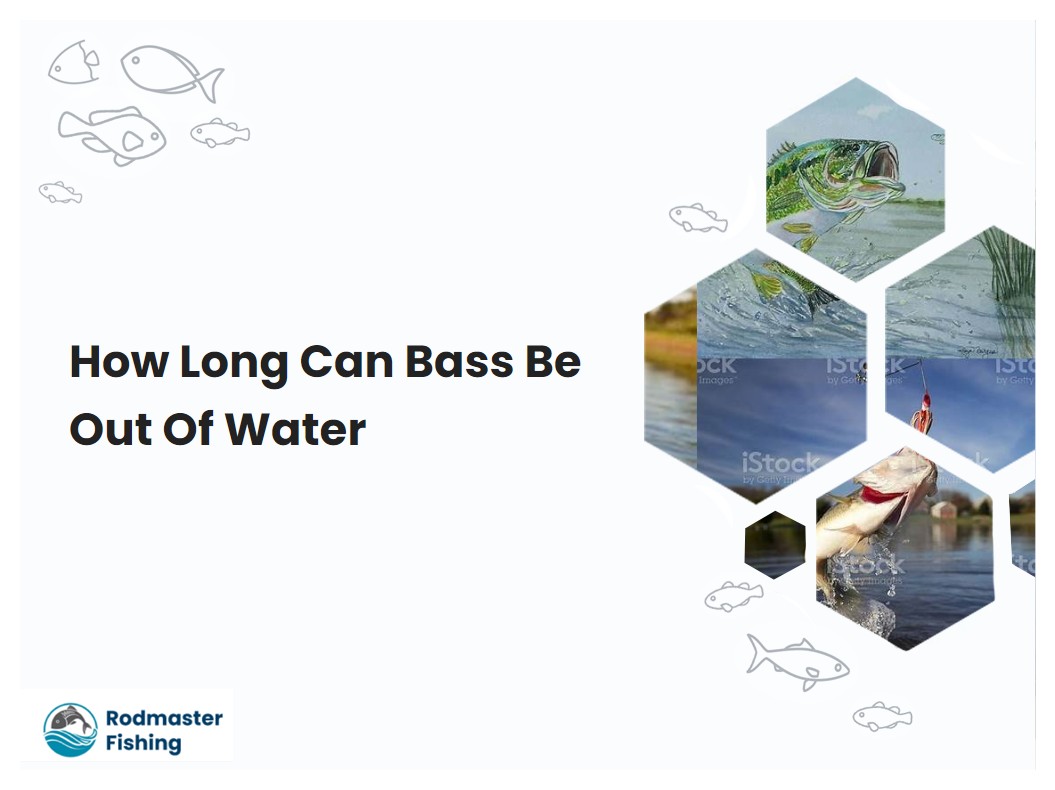 How Long Can Bass Be Out Of Water