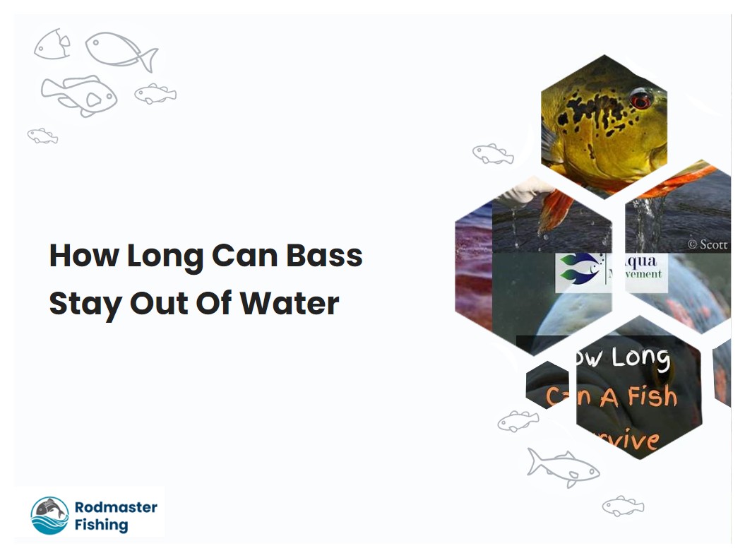 How Long Can Bass Stay Out Of Water