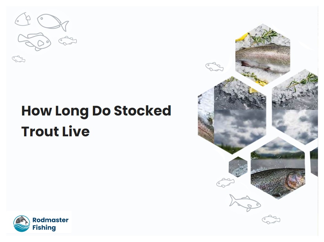 How Long Do Stocked Trout Live