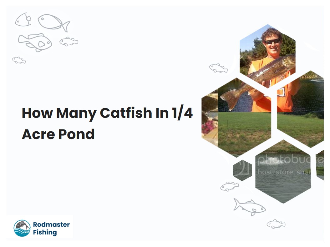 How Many Catfish In 1/4 Acre Pond
