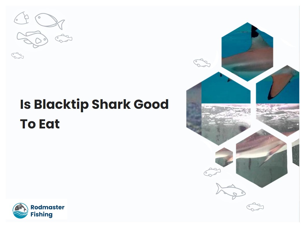 Is Blacktip Shark Good To Eat