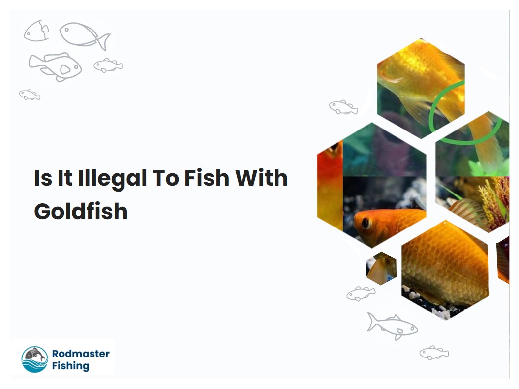 Is It Illegal To Fish With Goldfish
