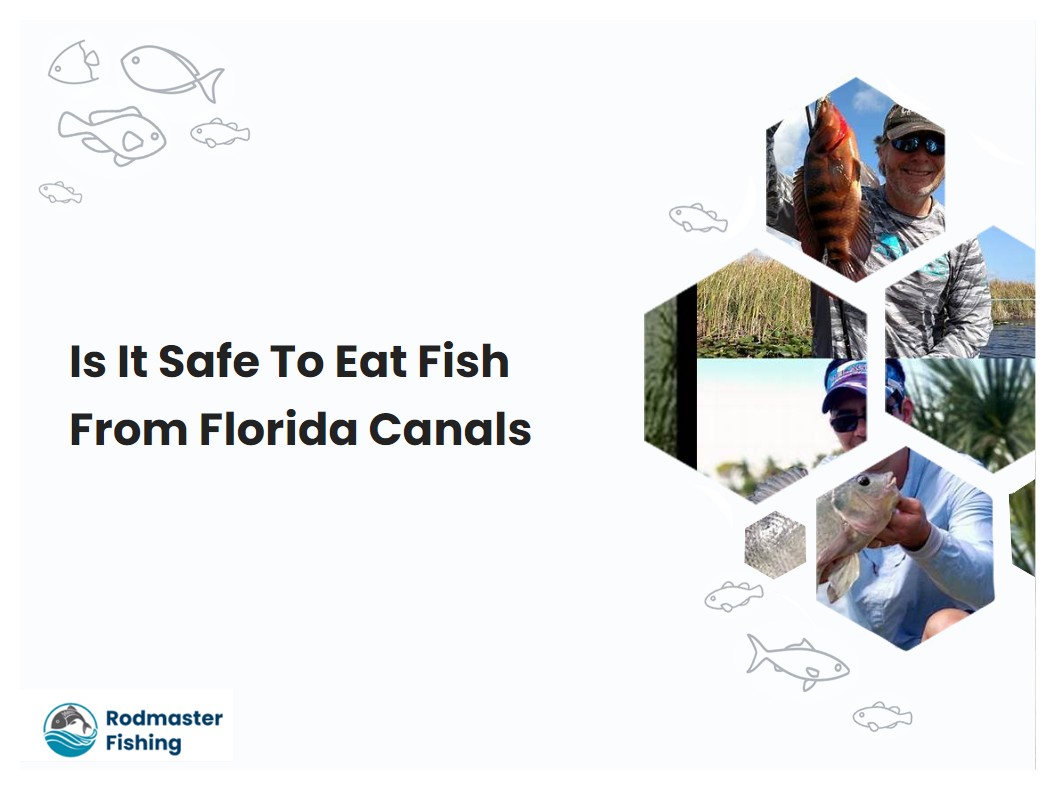 Is It Safe To Eat Fish From Florida Canals