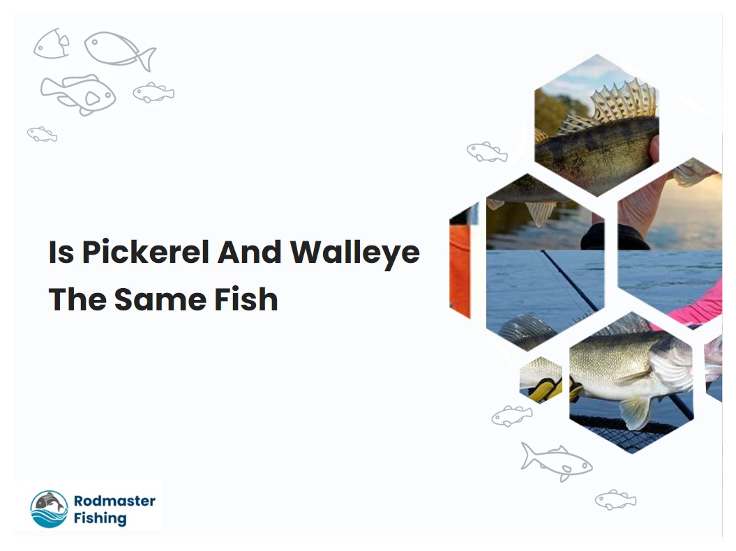 Is Pickerel And Walleye The Same Fish