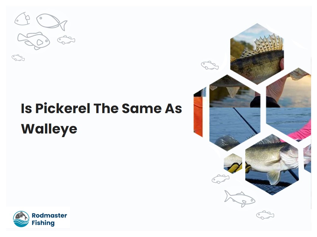 Is Pickerel The Same As Walleye