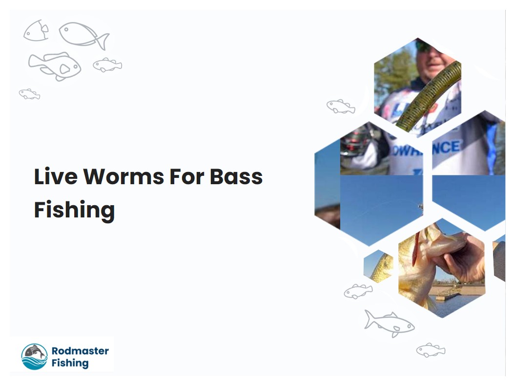 Live Worms For Bass Fishing