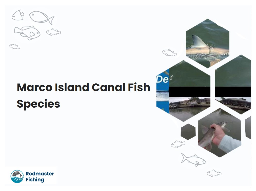 Marco Island Canal Fish Species