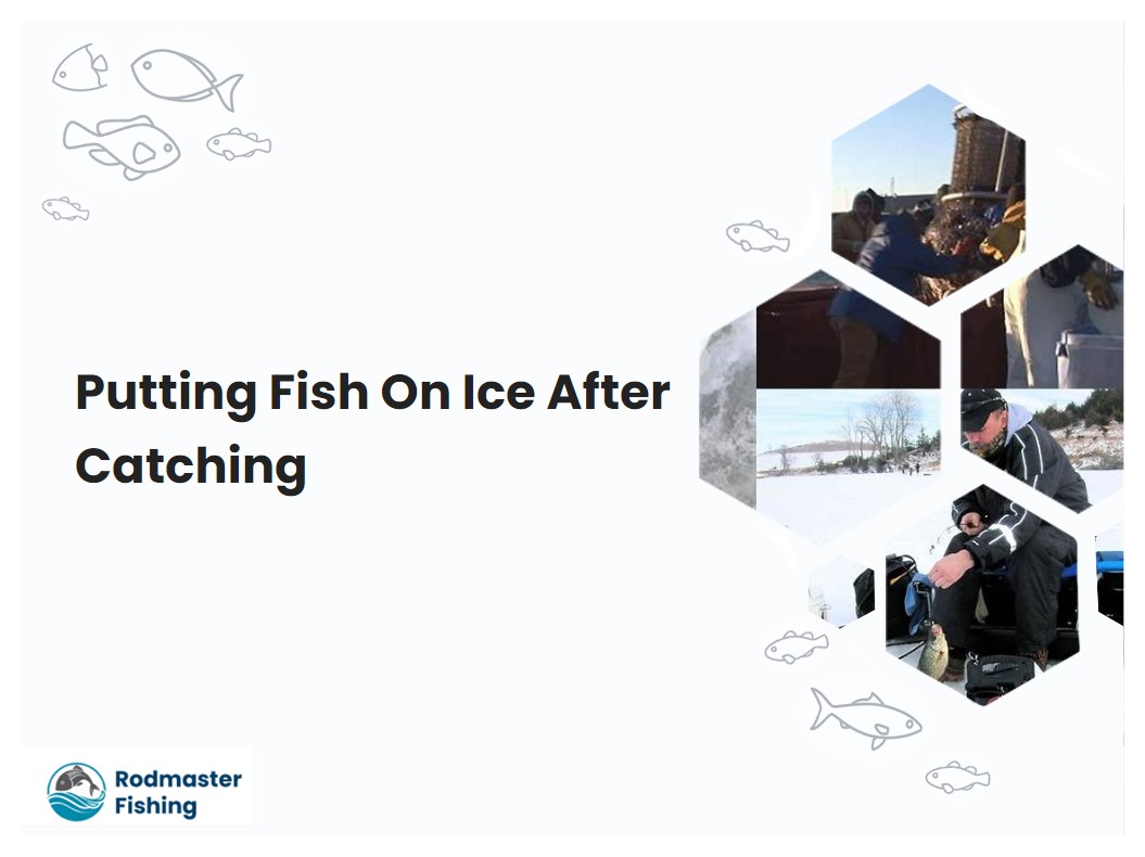 Putting Fish On Ice After Catching